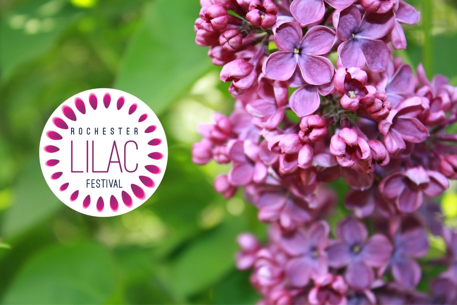 Rochester\'s Lilac Festival - Sun., May 15, 2022